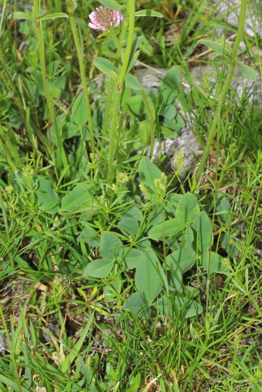 Trifolium montanum / Trifoglio montano